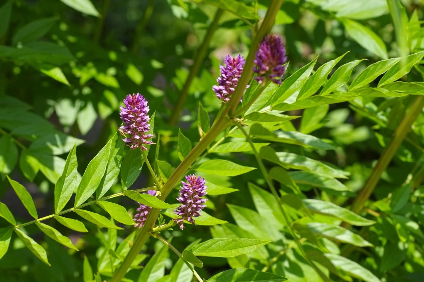 Licorice Root Premium Dried - Glycyrrhiza Glabra | Organic Herbal Tea