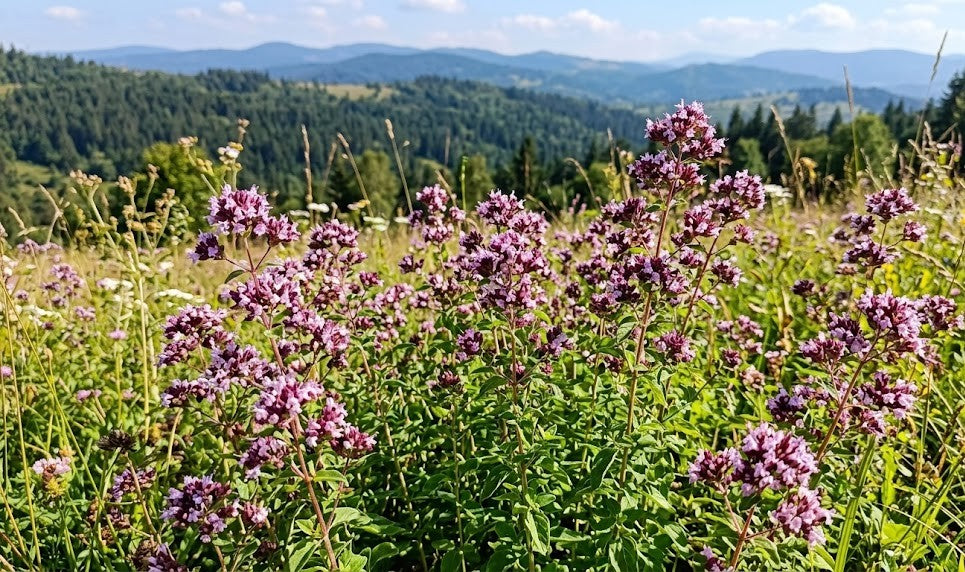 Oregano Premium Dried | Origanum Vulgare