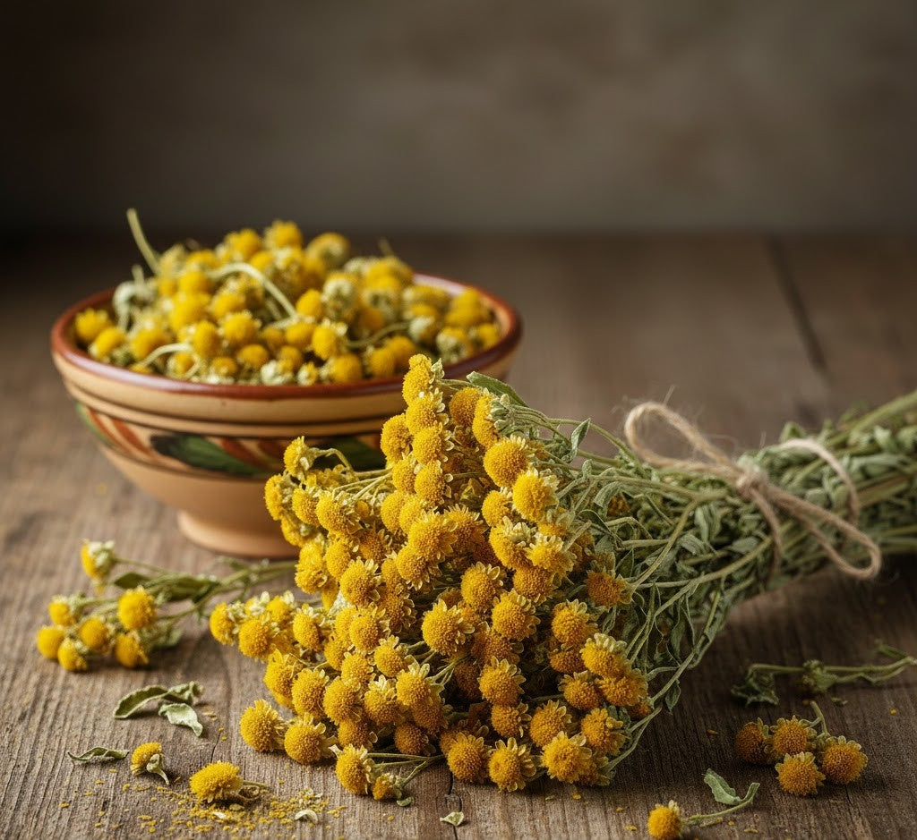 Immortelle Premium Dried | Helichrysum Italicum