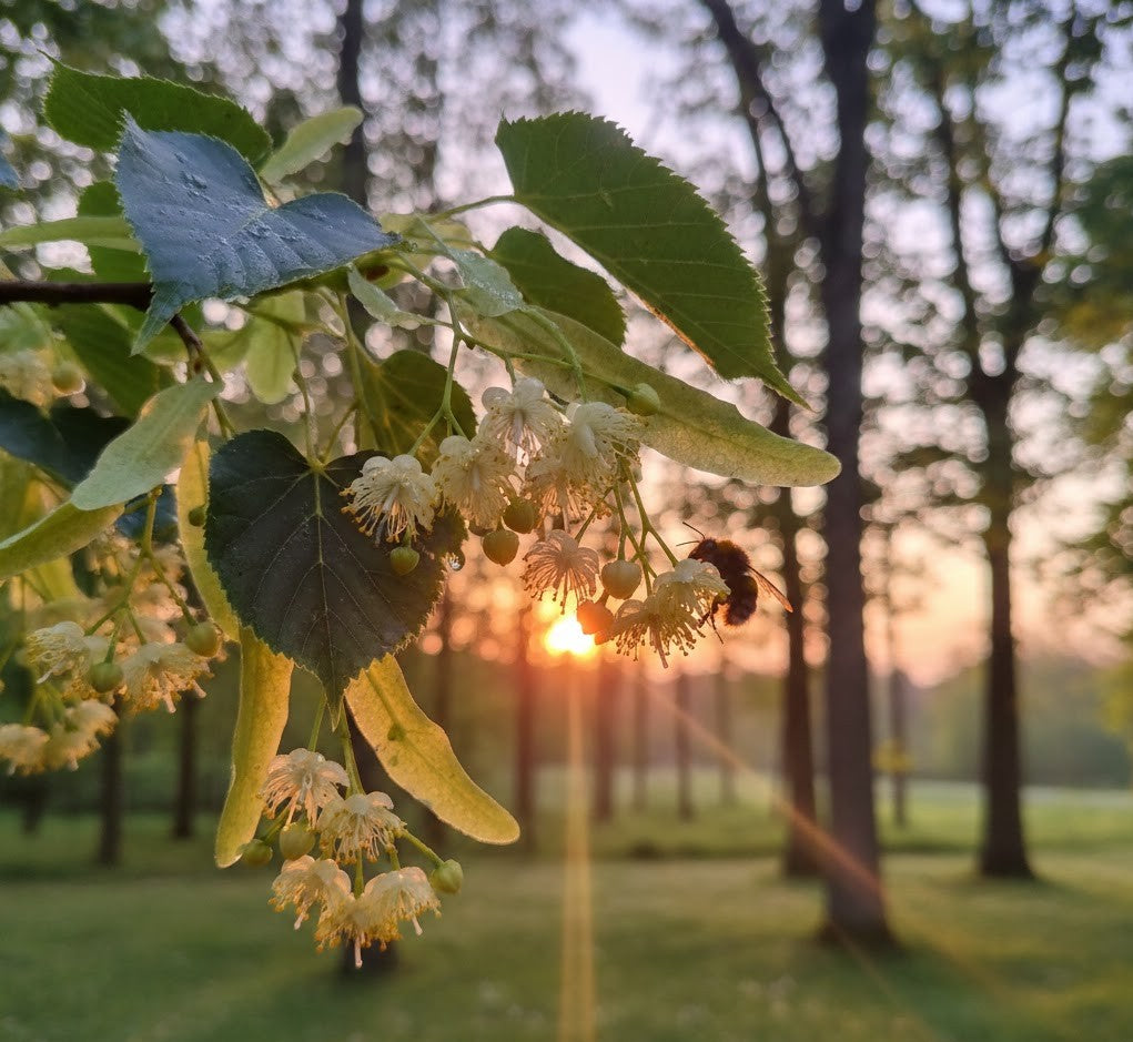 Linden Blossom Premium Dried - Tiliae Flos | Organic Botanical