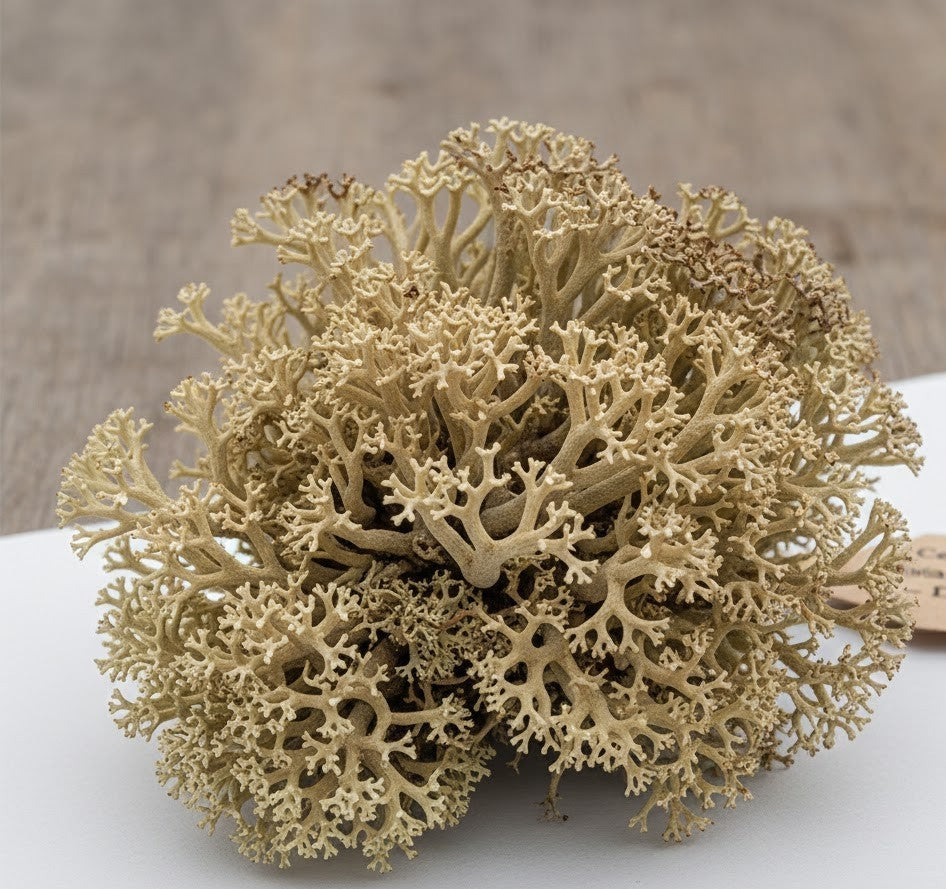 Iceland Moss Premium Dried - Cetraria Islandica | Organic Lichen